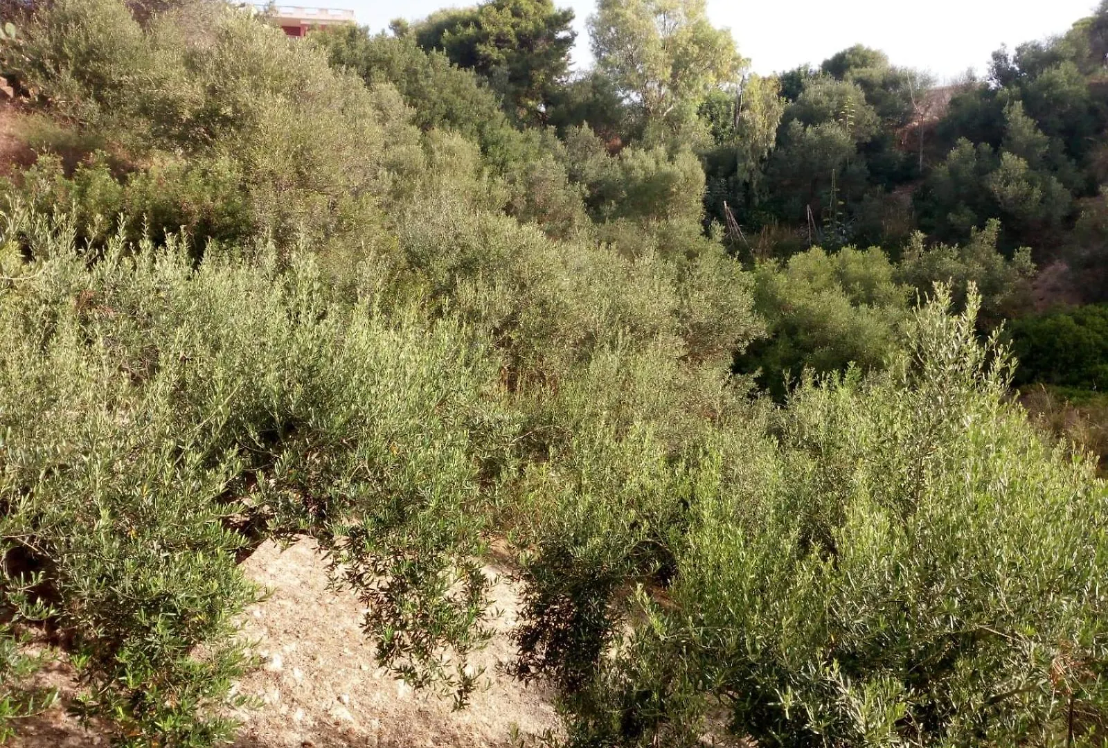La Rosa Apartment Sciacca 0*,  Italy